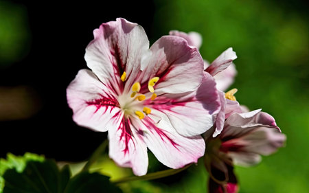 Pink and white geranium (Geranium Pelargonium) flowerの素材