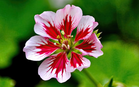 Red and white geranium flowers on a green background close-upの素材