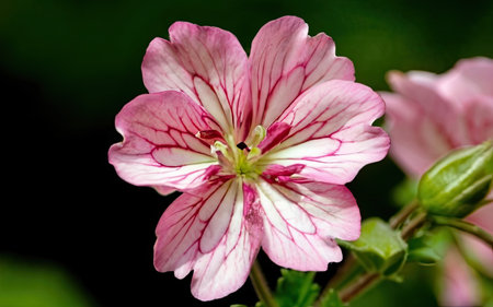 Geranium Pelargonium Flowers Blooming in The Garden, England.の素材