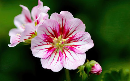 Pink and white geranium flowers on a green background in the gardenの素材