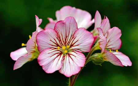 Close up of a pink and white geranium (Geranium pratense)の素材
