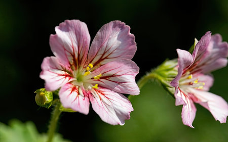 Close-up of pink geranium (Geranium sylvaticum)の素材