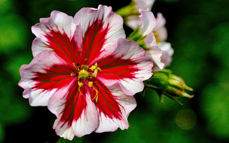 Red and white geranium flower in the garden on a green backgroundの素材