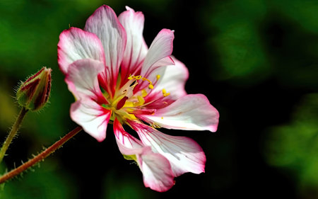 Pink and white geranium flower on green background with copy space.の素材