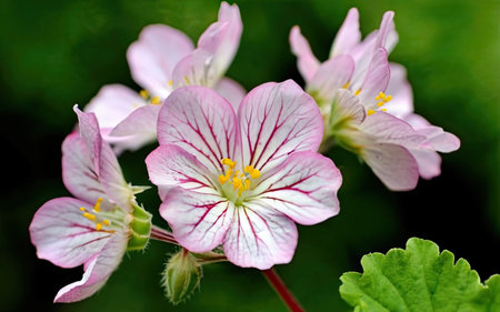 Close up of a pink and white geranium (Geranium pratense)の素材
