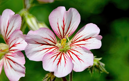 Pink geranium flower with white petals and yellow stamensの素材