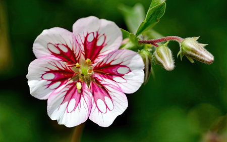 Flower of a geranium in the garden on a green backgroundの素材