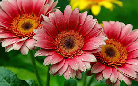 Three pink gerbera flowers with water drops on petals.の素材