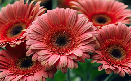 Beautiful gerbera flowers close up. Floral background.の素材