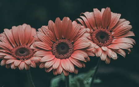 Beautiful gerbera flowers in the garden - vintage effect style picturesの素材