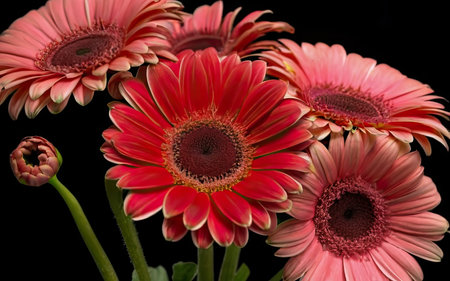 Beautiful gerbera flowers on a black background close-upの素材