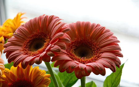 Beautiful gerbera flowers on the windowsill, close upの素材