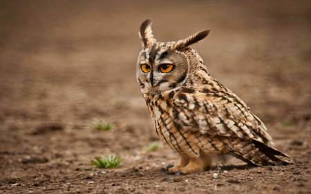 Long-eared owl (Bubo bubo) on the groundの素材