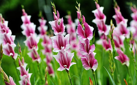 Gladiolus is a genus of flowering plants in the iris family.の素材