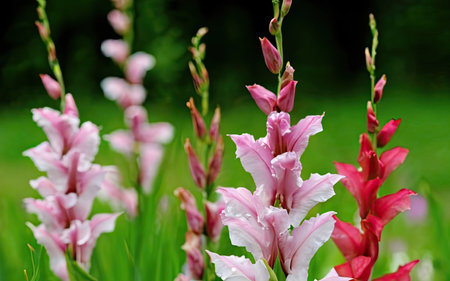 Close up of pink and white gladiolus flowers in the gardenの素材