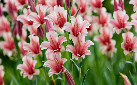 Beautiful pink lily flowers blooming in the flowerbed.の素材