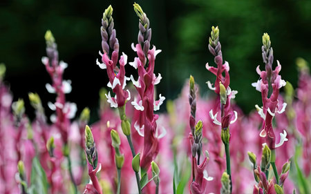 Close up of pink and white flowers in a garden on a sunny dayの素材