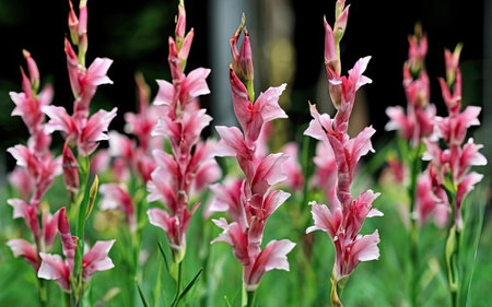Beautiful pink gladiolus flowers in the garden, stock photoの素材