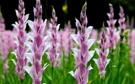 Purple and white flower in the garden at Chiang Mai, Thailand.の素材
