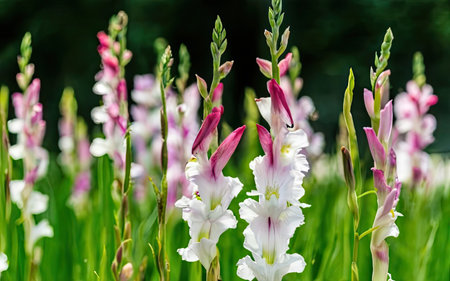 White and pink gladiolus flowers blooming in the garden.の素材