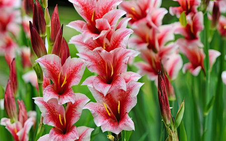 Gladiolus flowers in the garden. Selective focus.の素材
