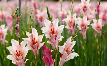 Pink lily flowers blooming in the garden on a summer dayの素材