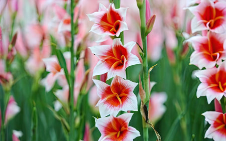 Beautiful gladiolus flowers in the garden. Nature background.の素材