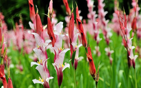 Beautiful red and white flowers with green leaves in the garden.の素材