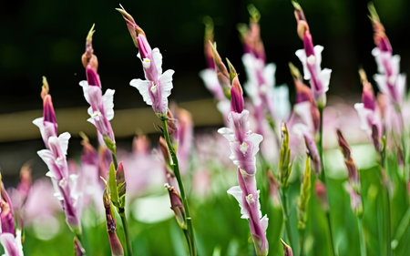 Purple and white gladiolus flowers blooming in the gardenの素材