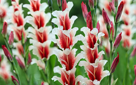 Flowers of red and white gladiolus in the garden.の素材