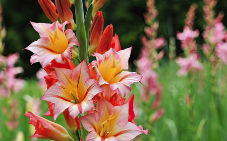 Gladiolus flowers on a background of green grass in summerの素材