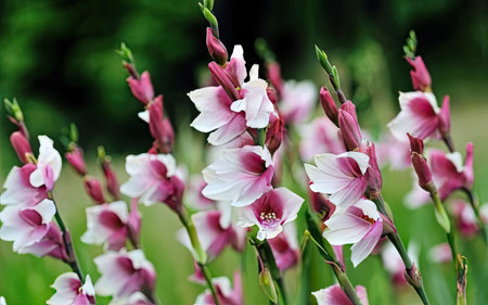 Beautiful pink and white gladiolus flowers in the garden.の素材