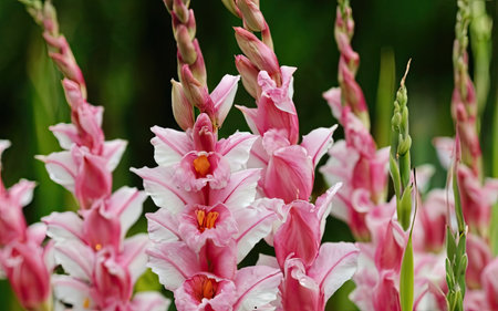 Pink and white gladiolus flowers in the garden, Thailand.の素材