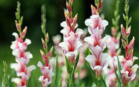 gladiolus flowers in the garden, closeup of photoの素材