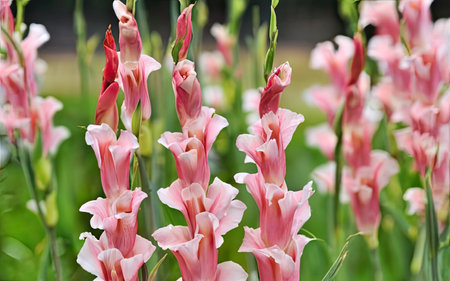 pink and white freesia flowers in the garden, stock photoの素材