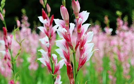 Pink and white flowers in the garden on a background of green grassの素材