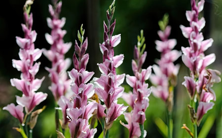 Close up of pink flowers in the garden. Selective focus.の素材