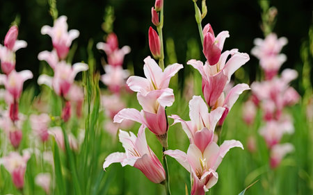 Pink lily flowers blooming in the garden on green background.の素材