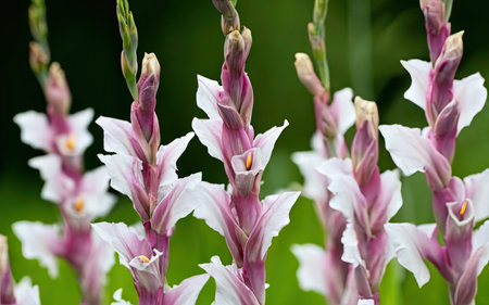 Close up of pink and white iris flowers in the garden.の素材