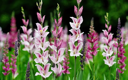 Pink and white flowers in the garden on a sunny summer day.の素材