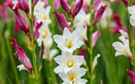 White and pink freesia flowers in the garden, stock photoの素材
