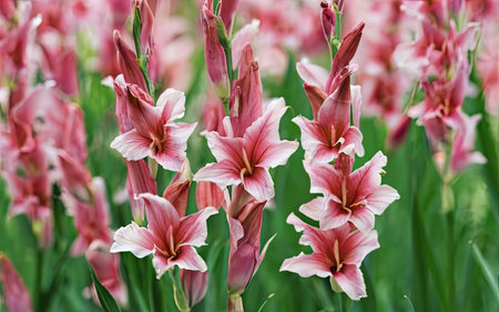 Pink lily flowers blooming in the garden. Nature background.の素材