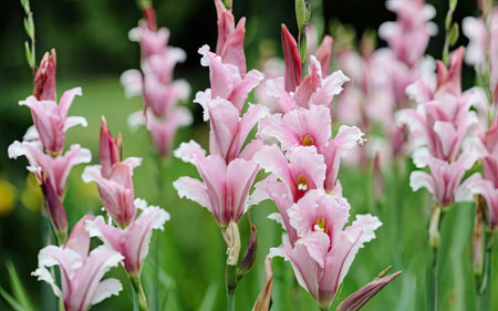 Beautiful pink gladiolus flowers blooming in the garden.の素材