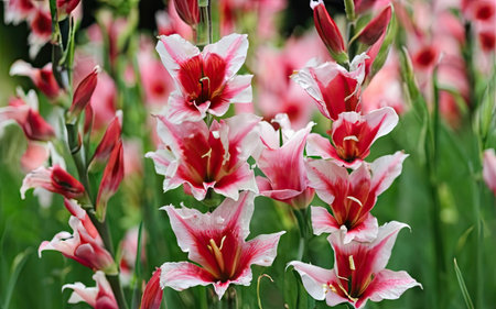 Pink and white lily flowers blooming in the garden close upの素材