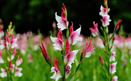 Pink and white gladiolus flowers blooming in the garden.の素材