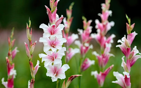 Beautiful pink gladiolus flower in the garden, stock photoの素材