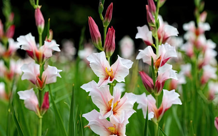 Beautiful pink and white gladiolus flowers in the garden.の素材