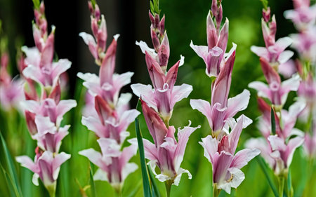 Close up of pink and white flowers in a garden, stock photoの素材