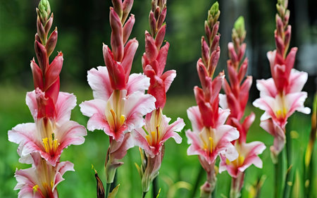 Beautiful pink and white gladiolus flowers in the garden.の素材