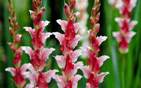pink and white flowers in the garden with green leaves background.の素材
